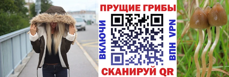 Галлюциногенные грибы прущие грибы  Купить  Данилов 